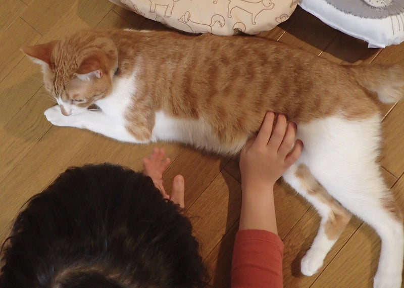 【人と動物の絆】なぜ犬や猫は「運命のパートナー」なのか？～ヒューマン・アニマル・ボンドの歴史と奇跡～