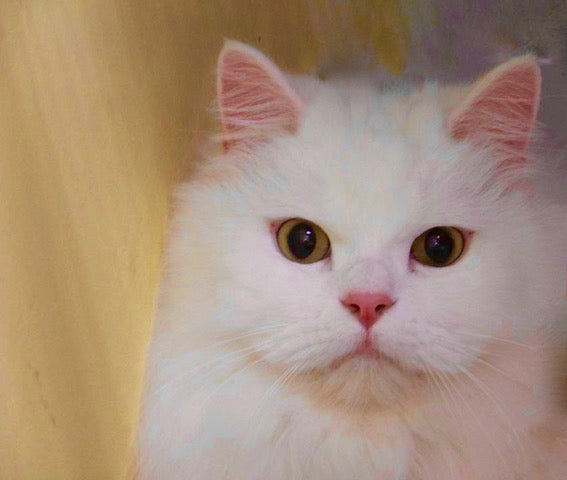 ペットを飼う前の準備～犬や猫と暮らすためのチェック項目と心構え～