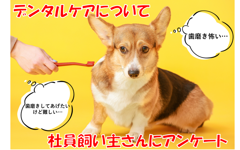 飼い主さんはデンタルケアどうしてる？犬猫のデンタルケアの実態