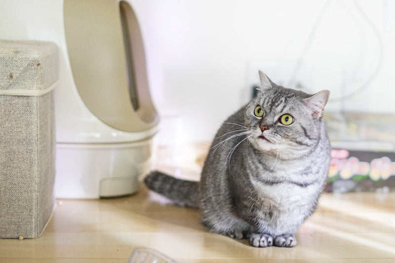 猫の便秘解消法と予防策の徹底解説