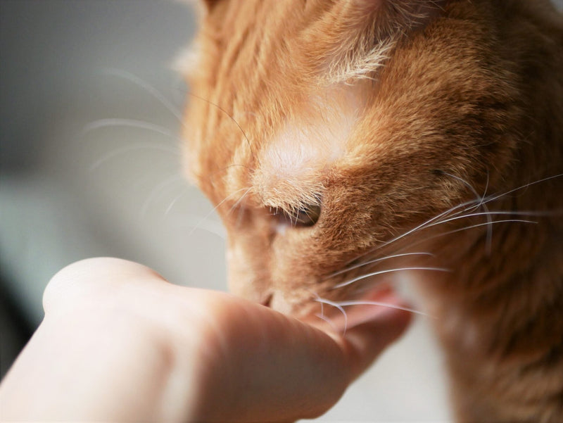 【猫用サプリの選び方】食べてくれない悩みも解決！愛猫の健康維持に役立つ成分と与え方