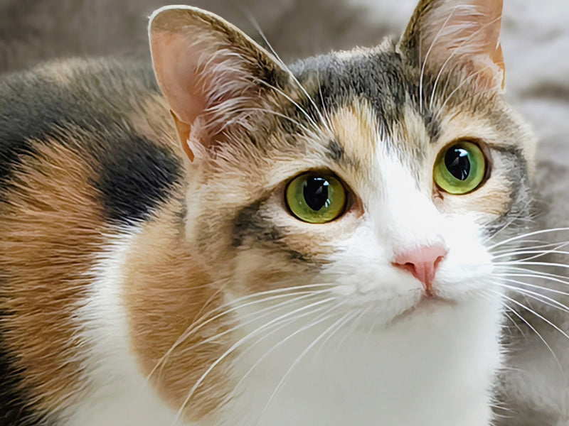 猫の肝臓病について徹底解説