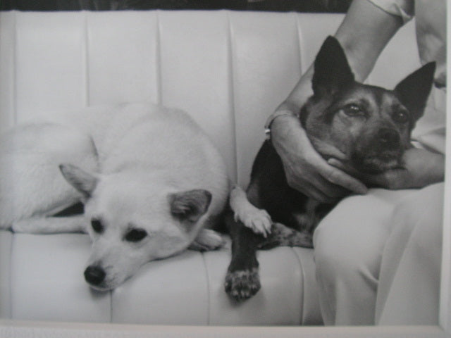 【獣医師執筆】共に生きる楽しみを知る～保護犬さんと保護猫ちゃんのこと～