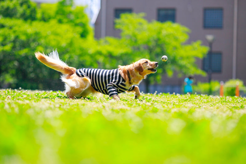 愛犬を守る「ワクチン」の基本！感染症予防と接種後の注意点を解説