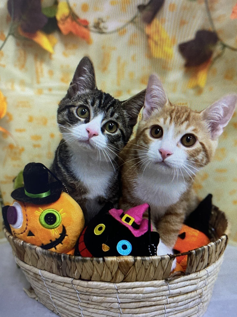 【獣医師執筆】保護犬・保護猫、そしてペットを迎える全ての方へ