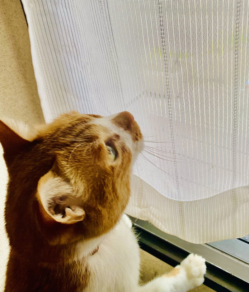 ペットを飼う前に知っておきたいこと～獣医師がすすめる「暮らす前カウンセリング」～