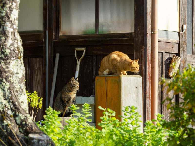 日本人が猫と暮らしてきた歴史～古墳の足跡から宇多天皇の愛猫日記まで～