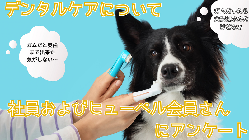 【緊急アンケート結果】愛犬・愛猫の口臭、気になりますか？リアルな飼い主様の「お口ケア事情」を大公開！