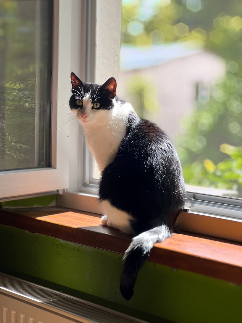 長生き時代の猫が直面する「腎臓病」