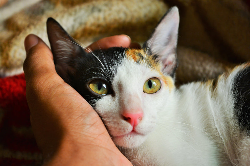 猫の貧血について詳しく解説