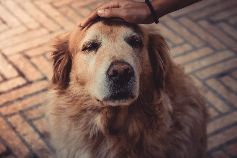 犬の貧血について詳しく解説