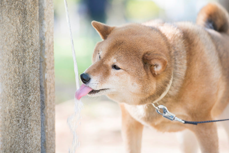 【獣医師執筆】熱中症にご注意！犬と猫の熱中症対策と、意外と危険な「キャリー」のお話