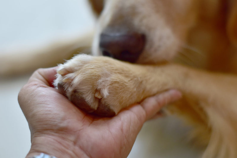 犬の腎臓病の症状・原因・治療法を詳しく解説