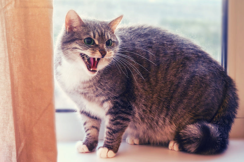 猫の夜泣きについて