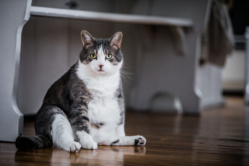 過剰な餌を与えると猫の消化とマイクロバイオームが変化する？